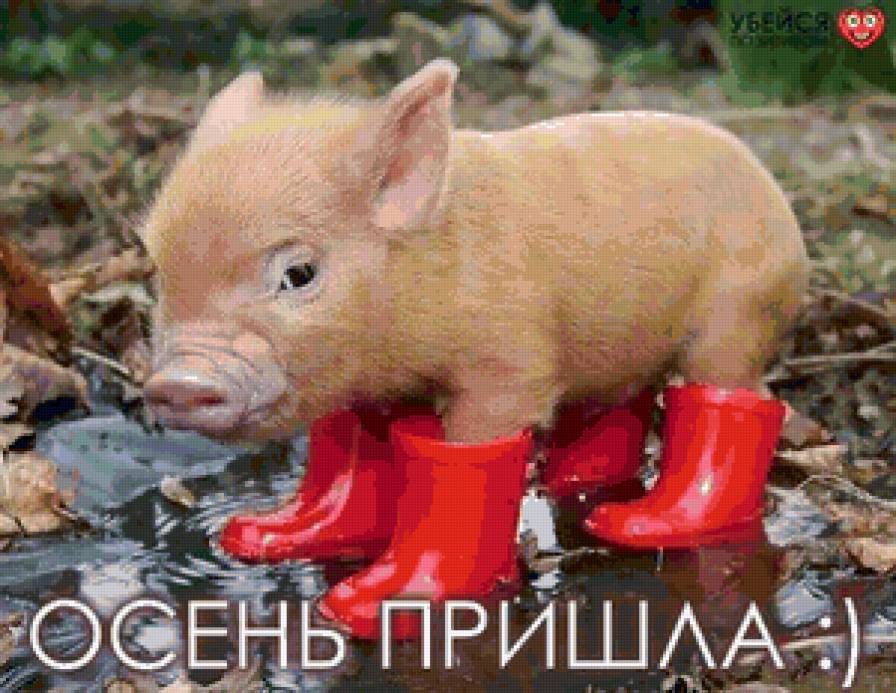 лапочка хрюшка - сапоги, осень, поросенок, животные - предпросмотр