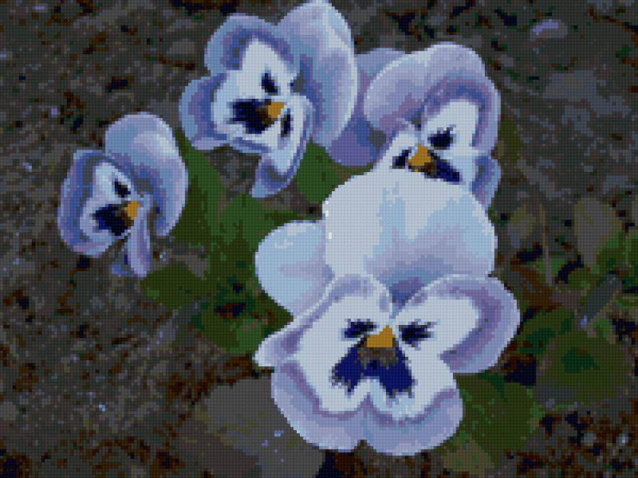 Анютины глазки - анютины глазки, цветы, цветок - предпросмотр