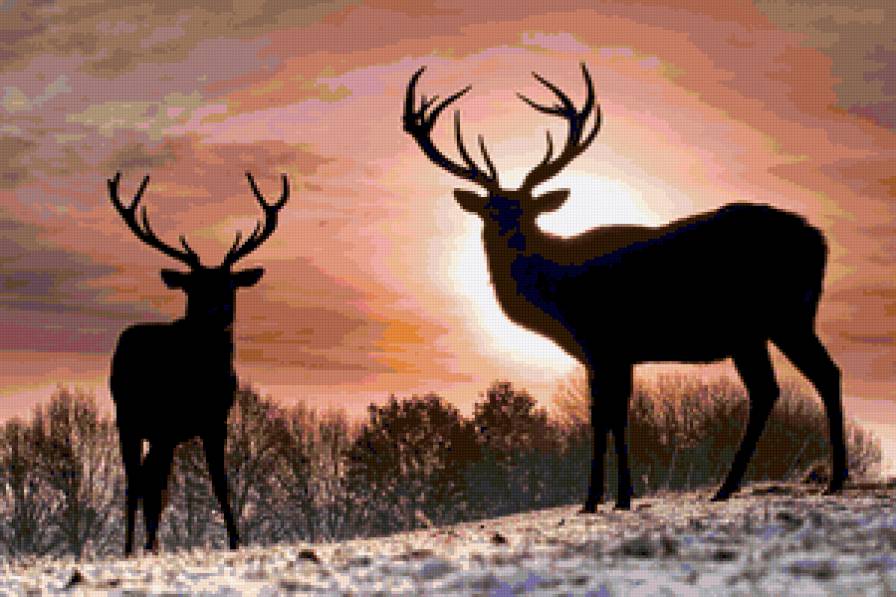 Олени на закате - закат, животные, пейзаж, олени - предпросмотр