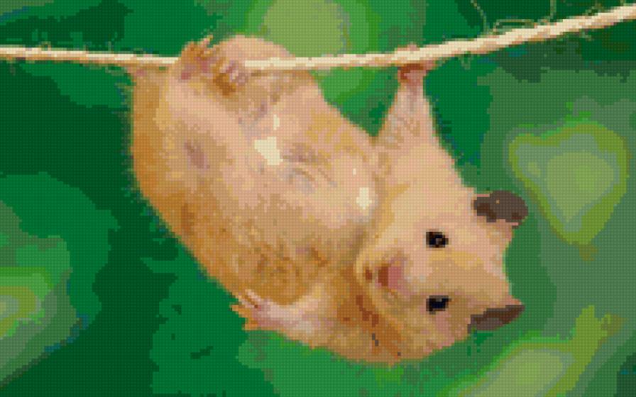 Хомяк - хома, хомяк, хомячок - предпросмотр