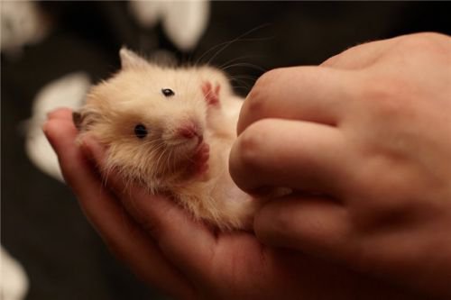 Хомячок - хома, хомяк, хомячок - оригинал