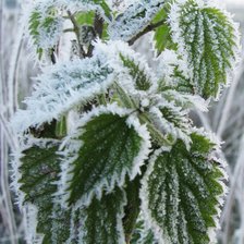 Схема вышивки «крапива в снегу»