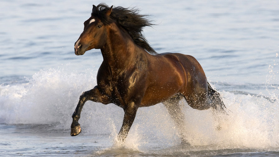 Серия "Лошади" - животные, конь - оригинал