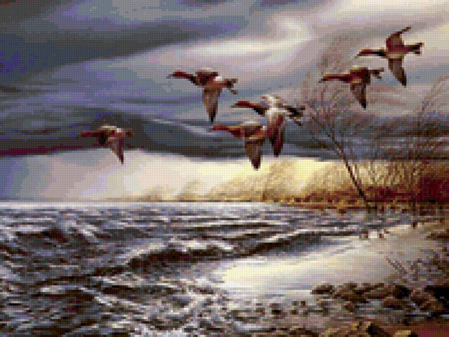 дикие утки - предпросмотр