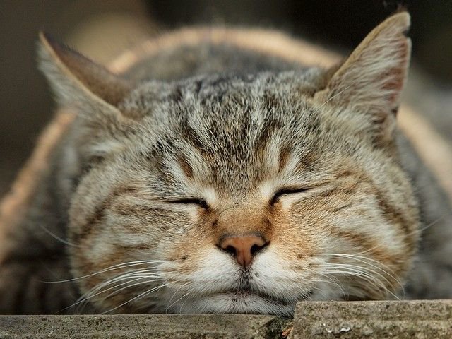Спящий кот - животные, кошки - оригинал
