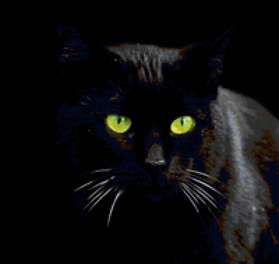 Чёрный кот - кошки, животные - предпросмотр