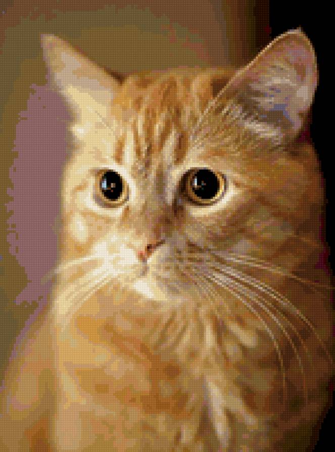 Рыжик - кошки, животные - предпросмотр