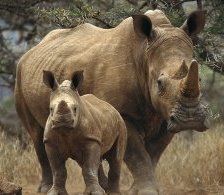 Схема вышивки «носорог 2»