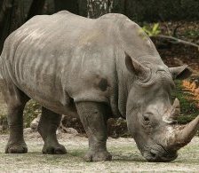 Схема вышивки «носорог 1»