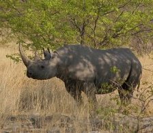 Схема вышивки «носорог3»