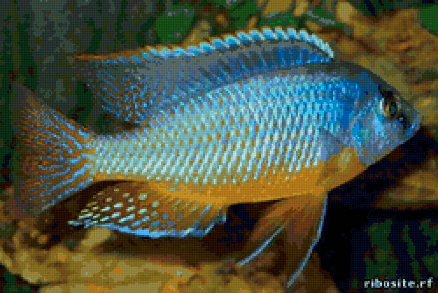 хаплохромис2 - предпросмотр