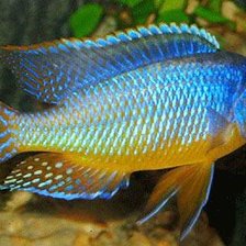 Схема вышивки «хаплохромис2»