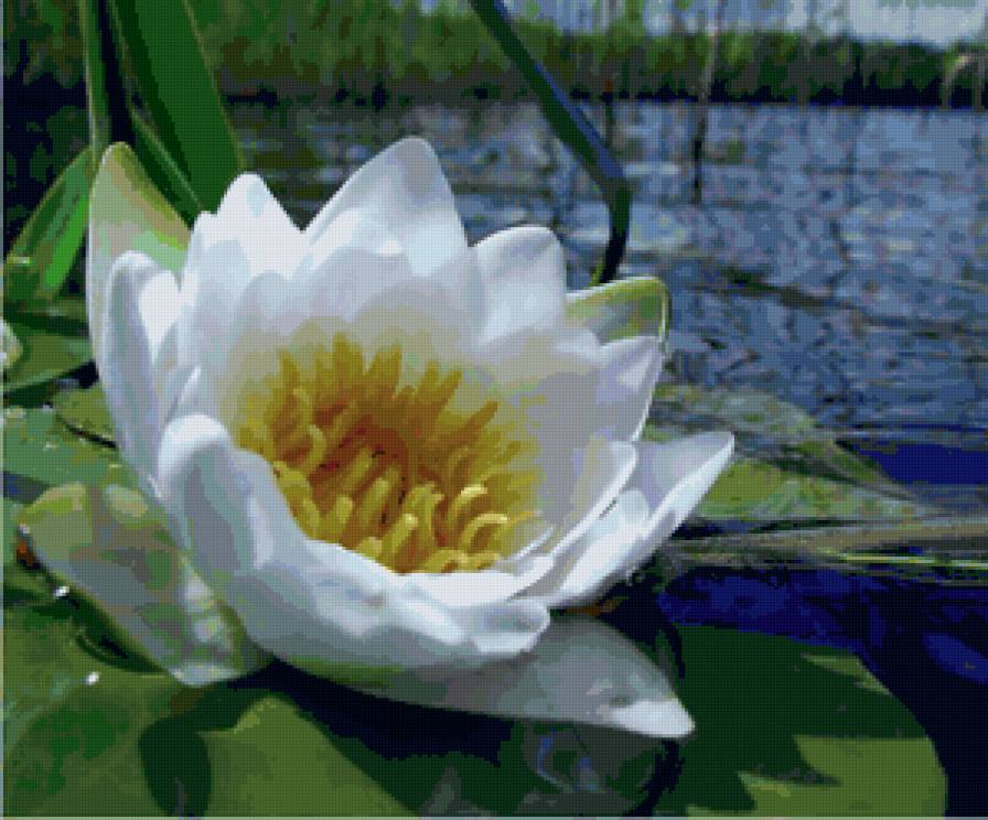 Белая кувшинка - цветок, кувшинка - предпросмотр