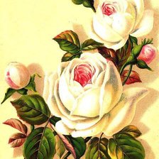 Оригинал схемы вышивки «розы» (№125232)