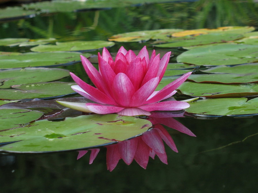 лотос - кувшинки, водяные лилии, цветы, вода - оригинал
