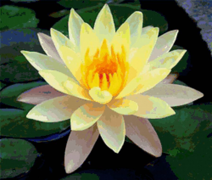 Бело-желтый лотос - водяные лилии, кувшинки, цветы, вода - предпросмотр