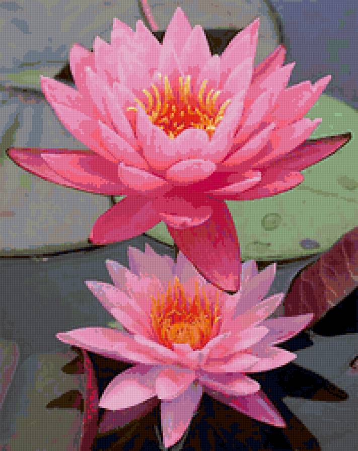 Розовые лотосы - вода, кувшинки, цветы, водяные лилии - предпросмотр