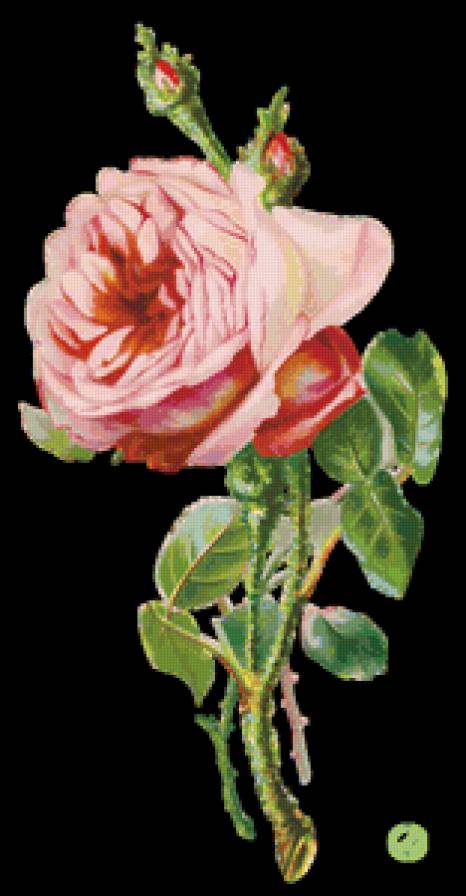 роза - цветы, сад, роза - предпросмотр