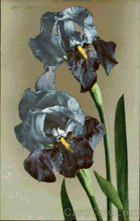 ирисы - ирисы, цветы, сад - предпросмотр