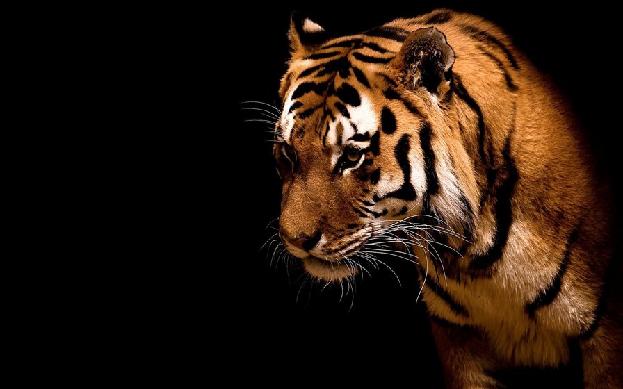 Тигр в темноте Серия "Дикие кошки" - тигр, животные, хищник - оригинал