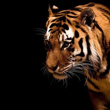 Схема вышивки «Тигр в темноте Серия "Дикие кошки"»