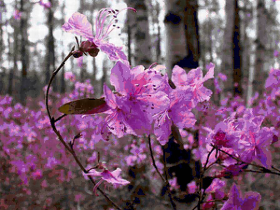 Багульник - забайкалье, багульник, весна - предпросмотр