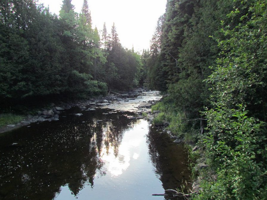 лесной ручей - ручей, лес, лето - оригинал