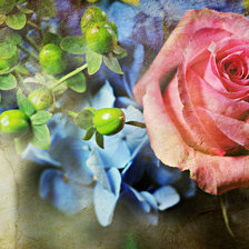 Схема вышивки «аромат розы»