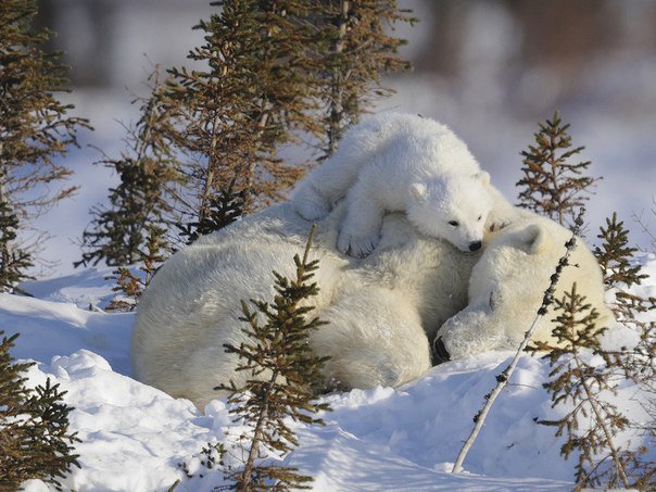 Белые мишки - медвежонок, зима, семья, мама - оригинал