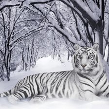 Схема вышивки «Невероятной красоты белый тигр»