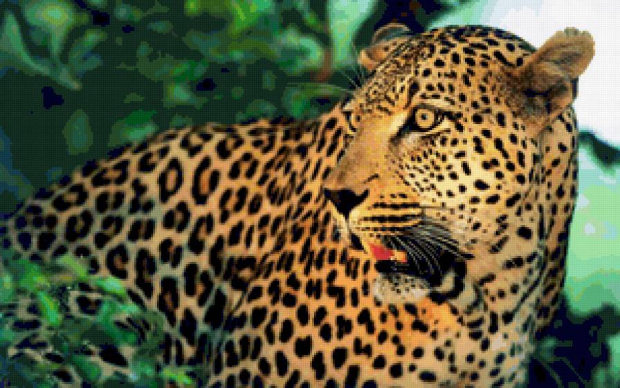 Серия "Дикие кошки" Леопард - взгляд, леопард, дикая кошка, хищники, животные - предпросмотр