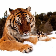 Оригинал схемы вышивки «Серия "Дикие кошки" Тигр зимой» (№125797)