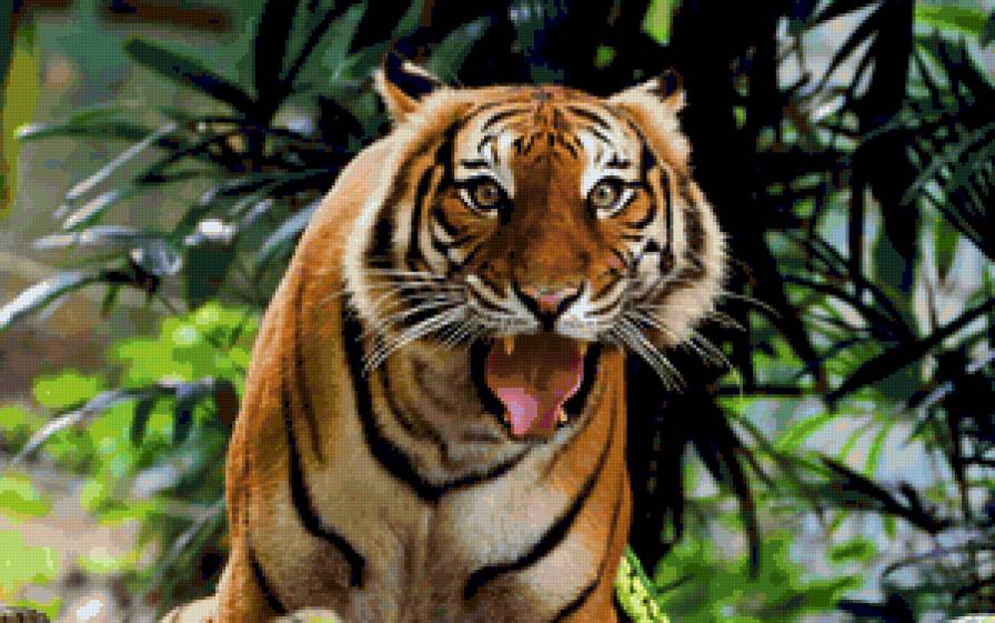 Серия "Дикие кошки" Тигр - дикая кошка, тигр, животные, хищники - предпросмотр