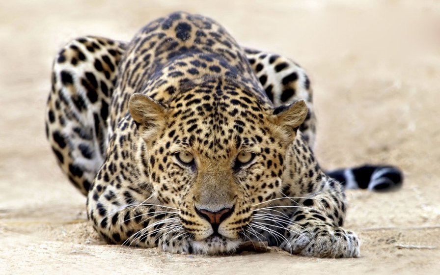 Серия "Дикие кошки" Леопард - леопард, взгляд, животные, хищники - оригинал