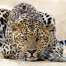 Схема вышивки «Серия "Дикие кошки" Леопард»