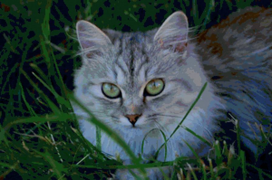 котик в траве - коты - предпросмотр