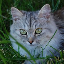 котик в траве
