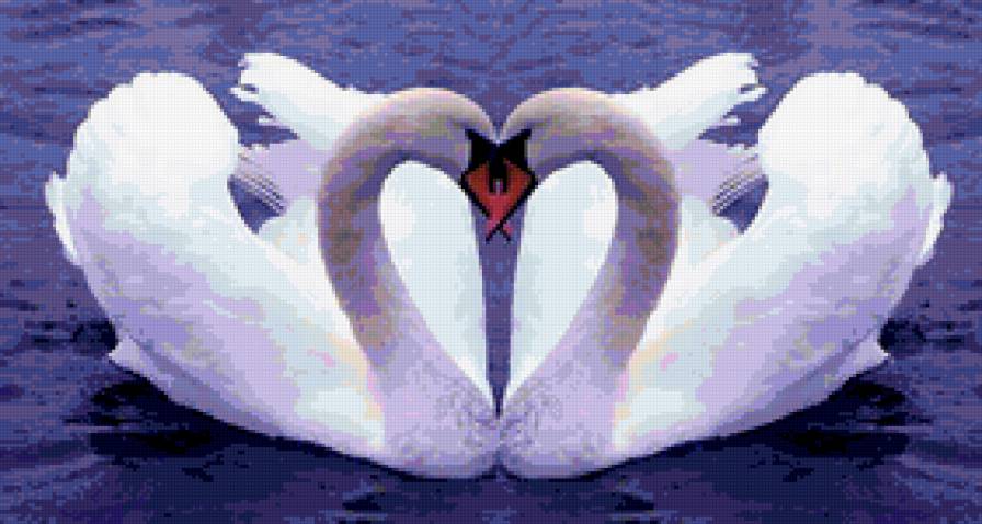 лебеди - лебеди, птицы - предпросмотр