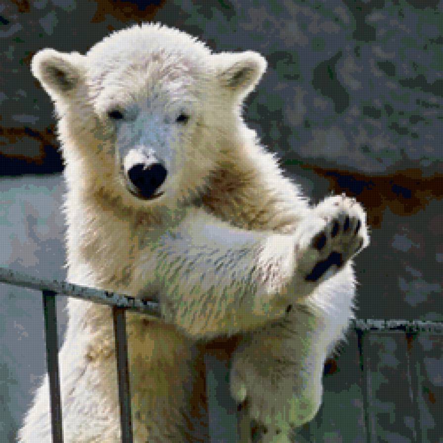 Белый медвежонок - медведи, белые медведи, животные - предпросмотр