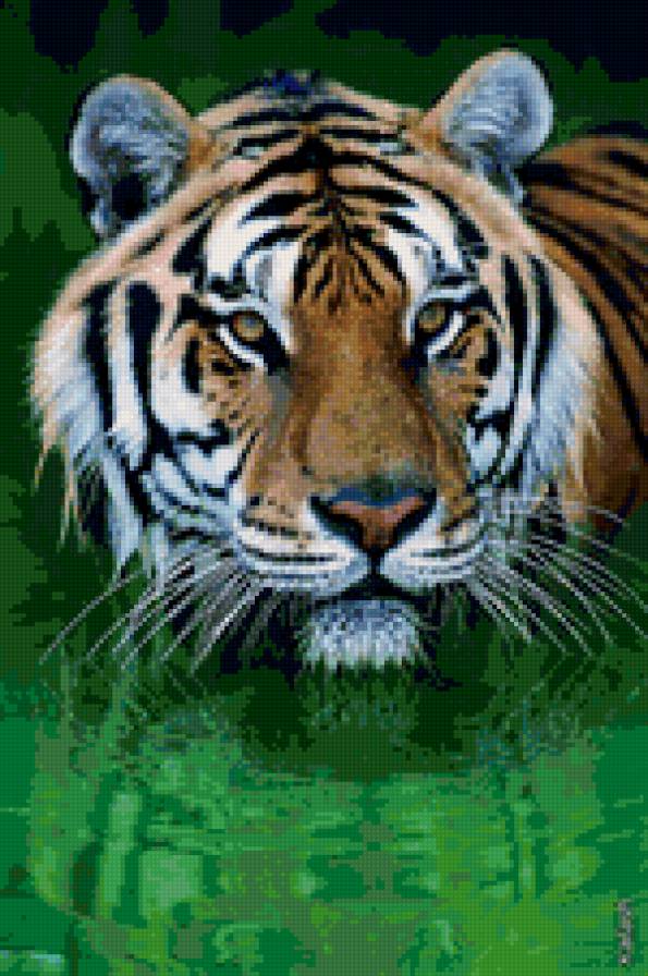 Тигр в воде - тигры, животные - предпросмотр