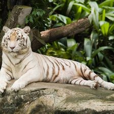 Схема вышивки «№126063»