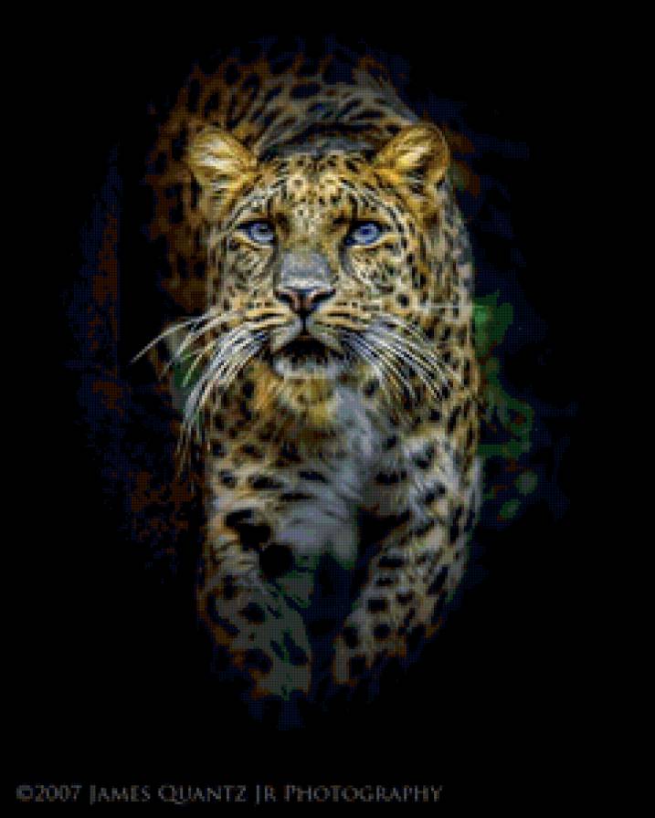 Леопард - животные, кошки - предпросмотр