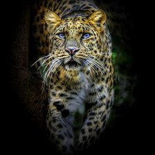 Схема вышивки «Леопард»