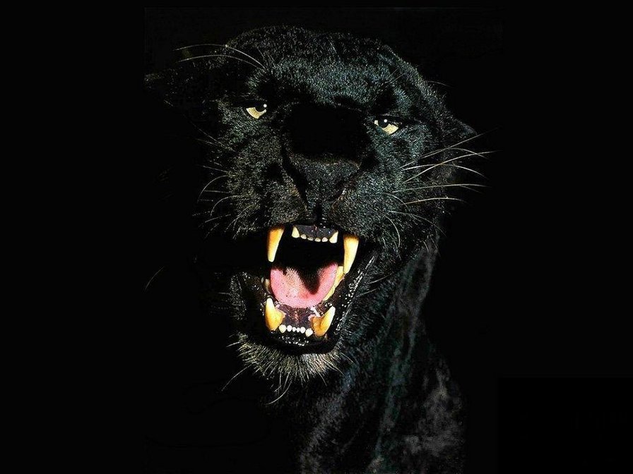 Чёрная пантера - животные, кошки - оригинал