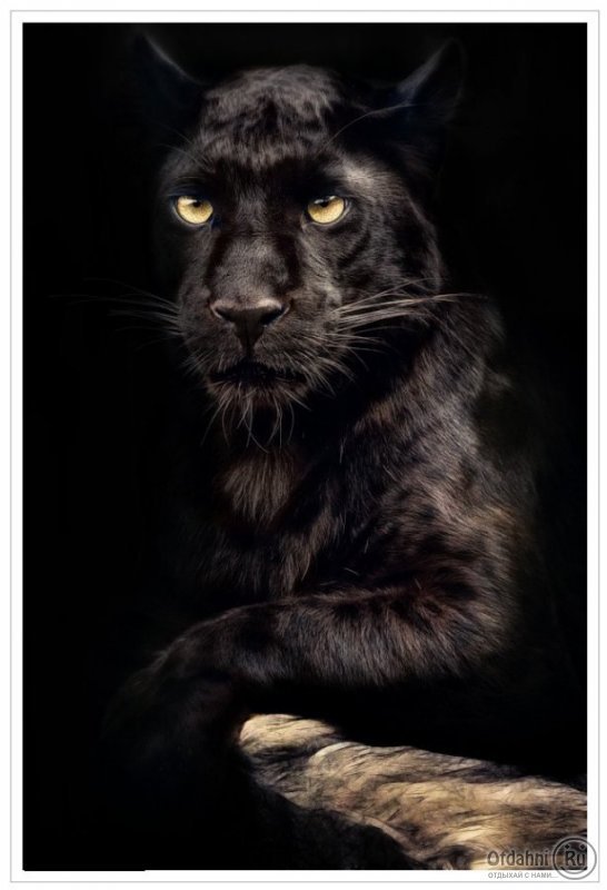 Чёрная пантера - кошки, животные - оригинал