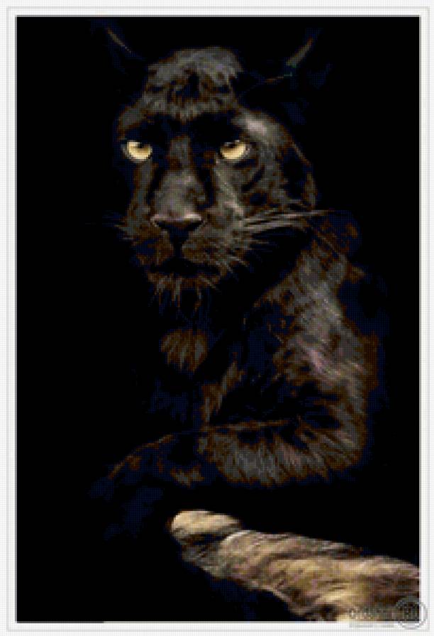 Чёрная пантера - кошки, животные - предпросмотр