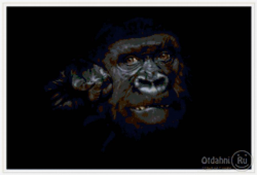 Горилла - обезьяны, животные - предпросмотр