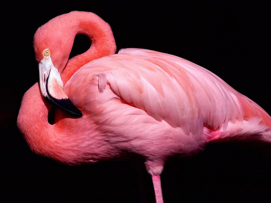Розовый фламинго - фламинго, птицы - оригинал