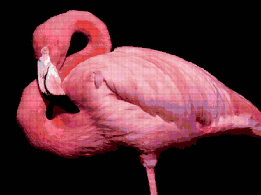 Розовый фламинго - птицы, фламинго - предпросмотр