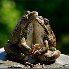 Схема вышивки «Серия "Лягушки" 18»